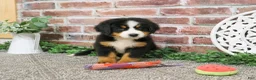 Bernese Mountain Dog dogs for sale: Liberty - Ad 5