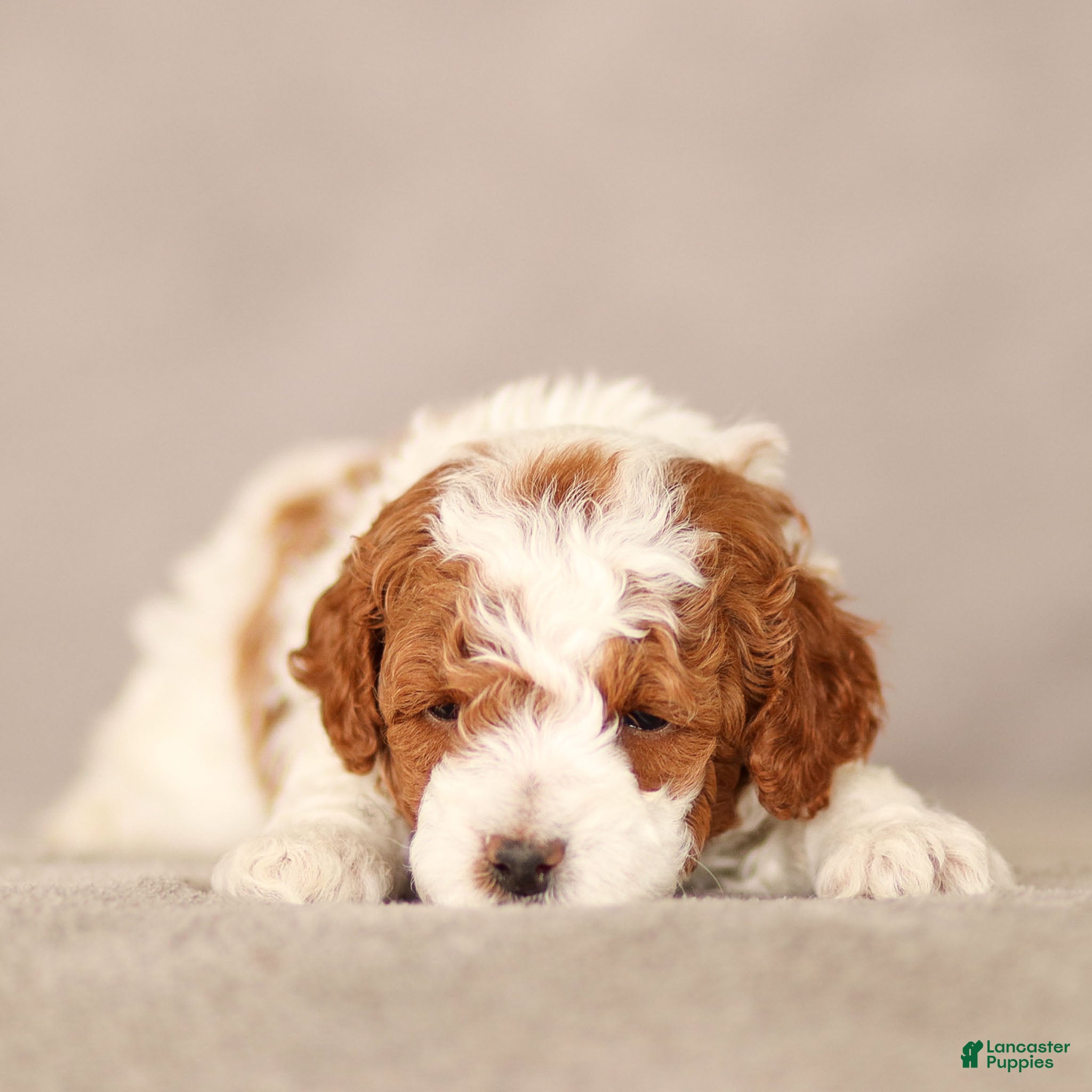 Standard Poodle dogs Blake Poodle Puppy  - Ad 2