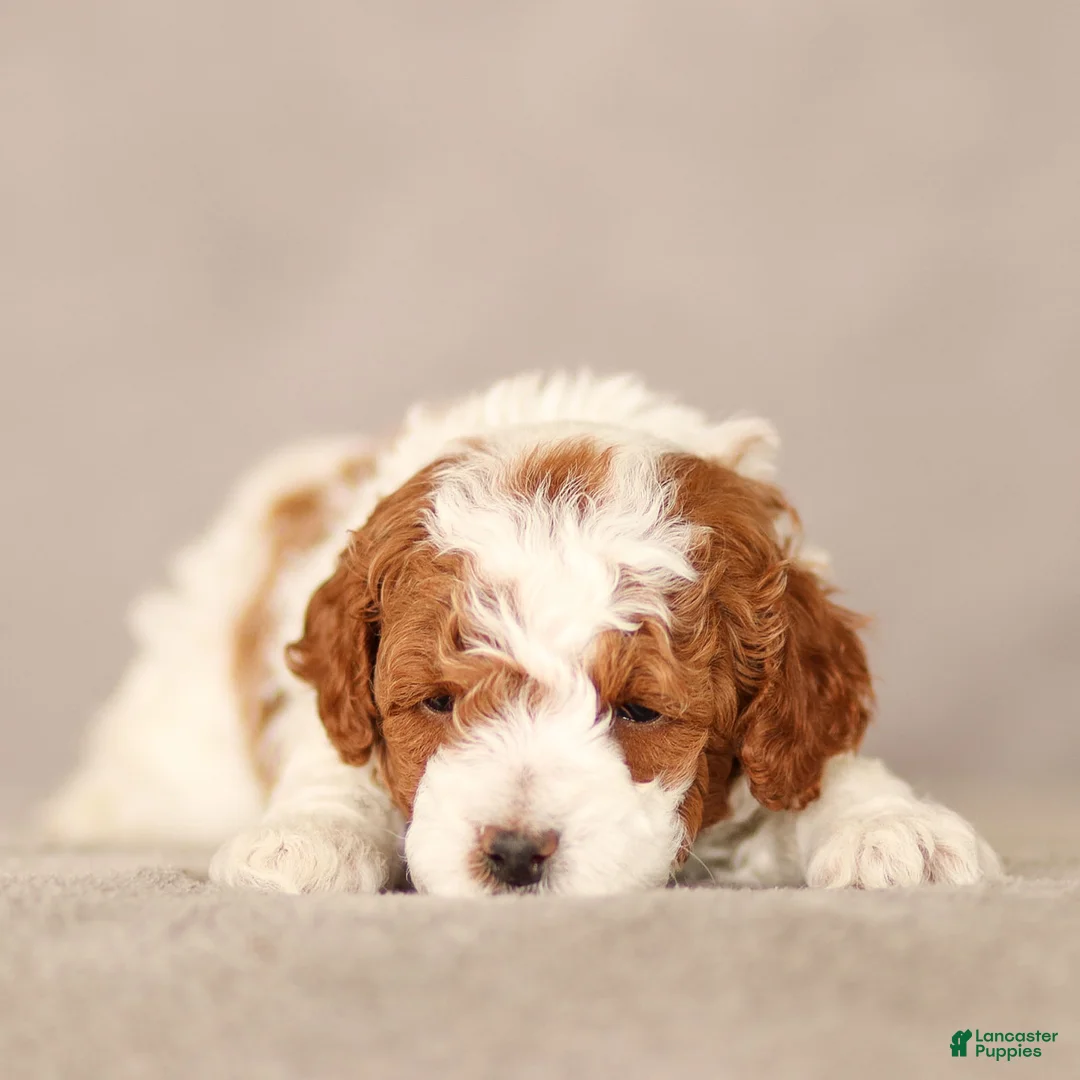 Standard Poodle dogs for sale: Blake Poodle Puppy  - Ad 2