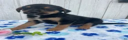 Mixed Breed dogs for sale: Cooper - Ad 3