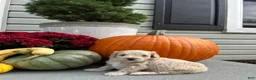 Maltipoo dogs for sale: Willow - Ad 5