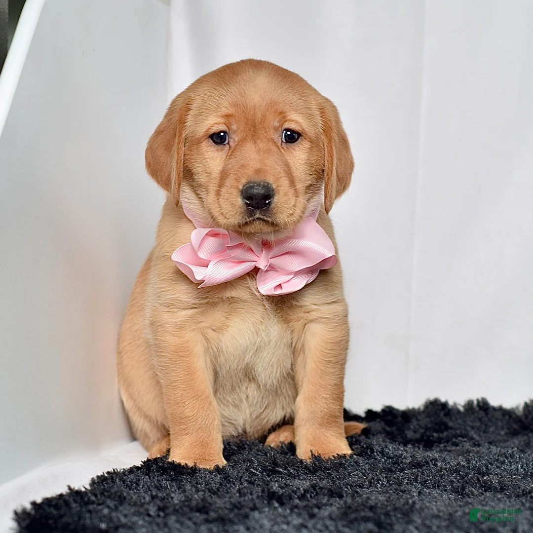 Labrador Retriever dogs for sale: Remi - Ad 2