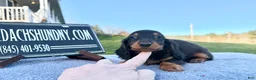 Miniature Dachshund dogs for sale: AKC Russian boy - Ad 8