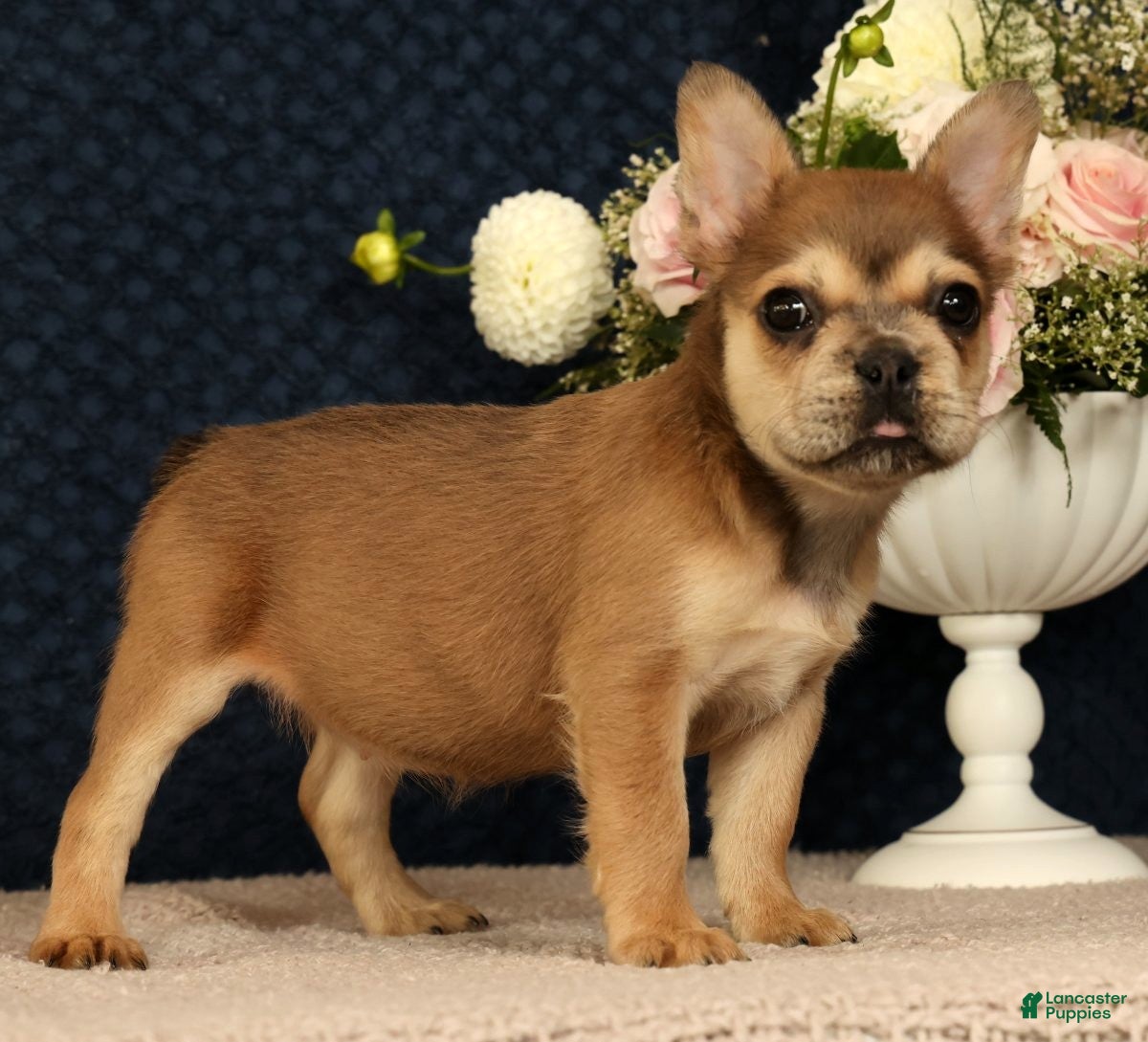 French Bulldog dogs Jill - Ad 2