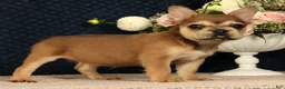 French Bulldog dogs for sale: Jill - Ad 2