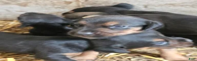 Mixed Breed 1