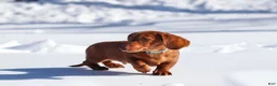 Dachshund dogs for sale: Harry - Ad 5