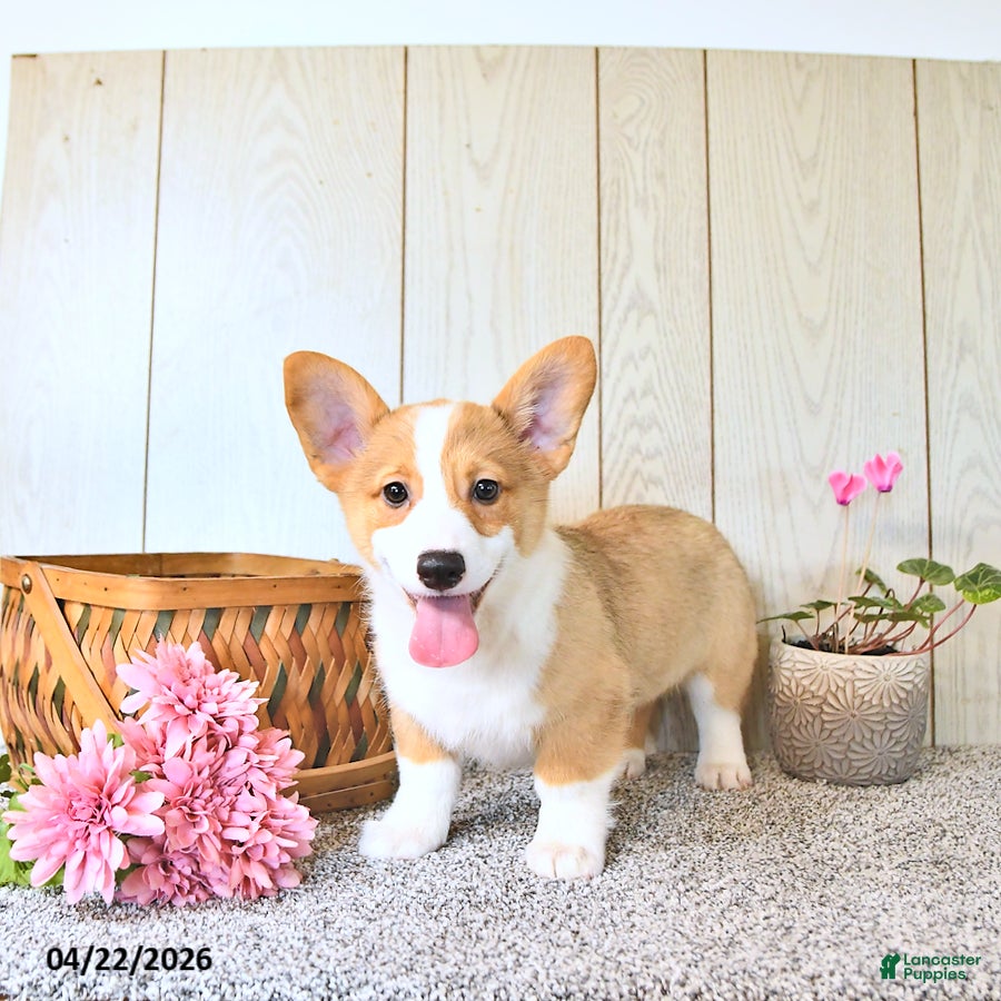 Welsh Corgi Pembroke dogs Buddy - Ad 2