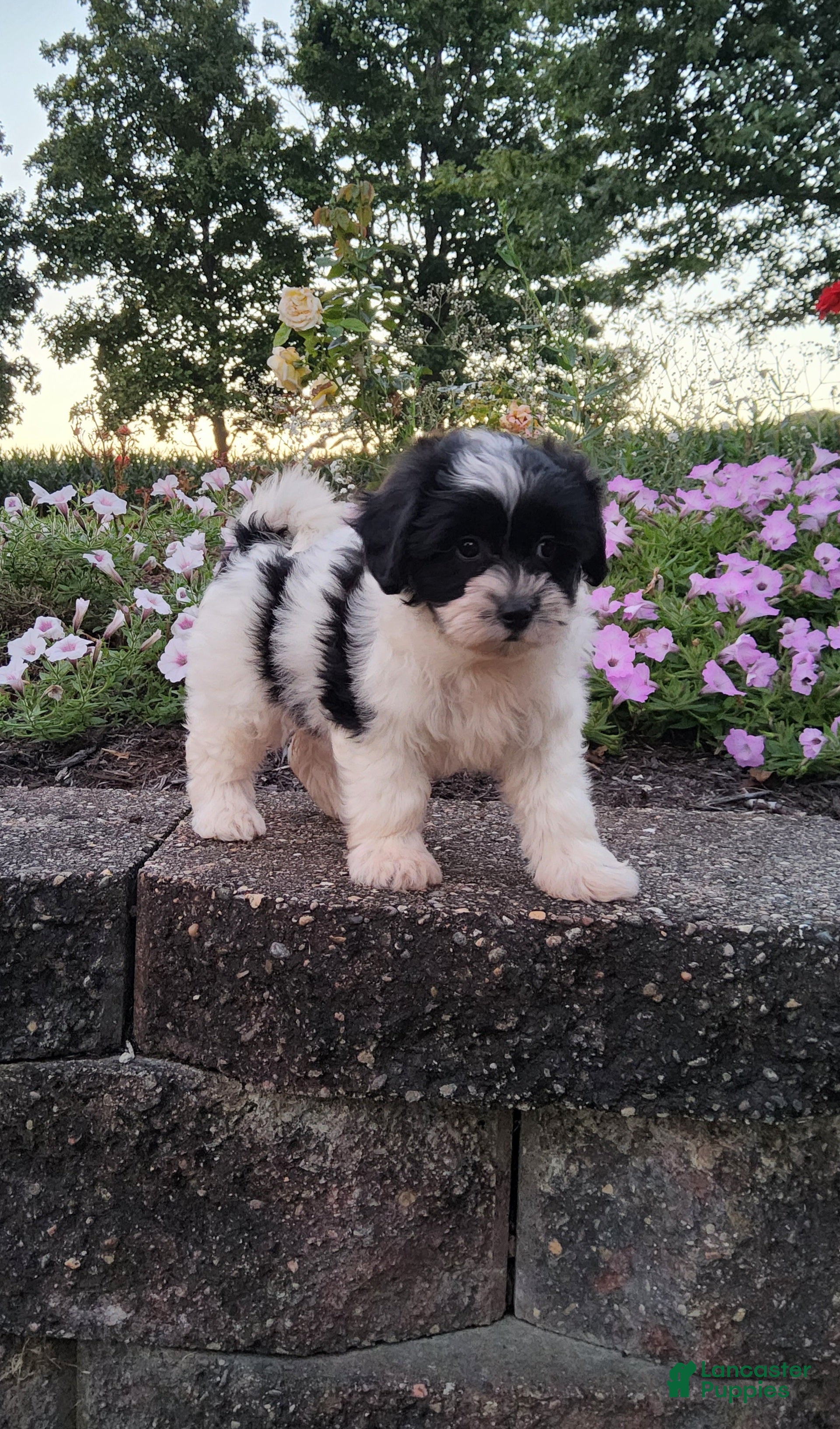 Teddy Bear dogs Daisy - Ad 1