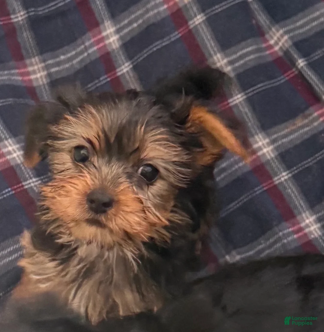 Yorkshire Terrier dogs for sale: Yorkshire Terrier Puppy 5 - Ad 1