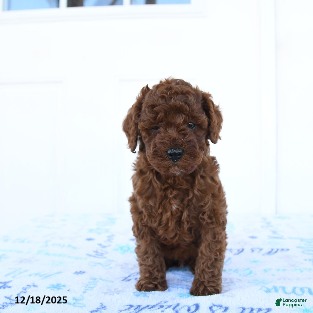 Miniature Poodle dogs for sale: Jay - Ad 3