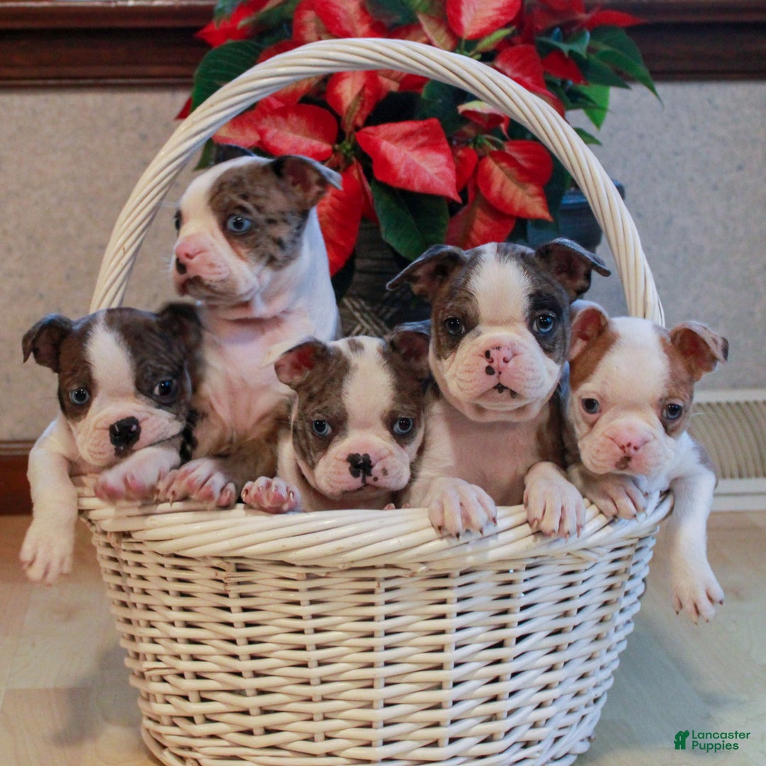 Boston Terrier dogs for sale: Lucas  - Ad 4