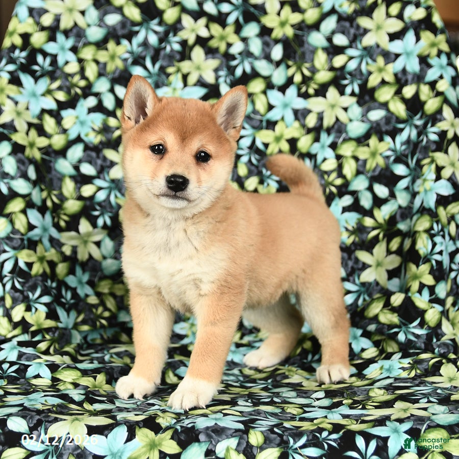 Shiba Inu dogs Zabrina - Ad 7