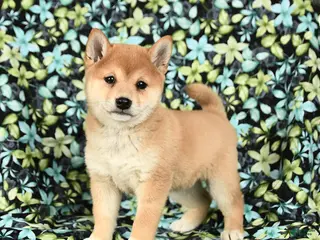 Shiba Inu dogs Zabrina - Ad 7