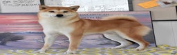 Shiba Inu dogs for sale: Bethany - Ad 7