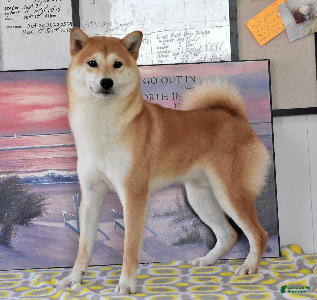 Shiba Inu dogs for sale: Bethany - Ad 7