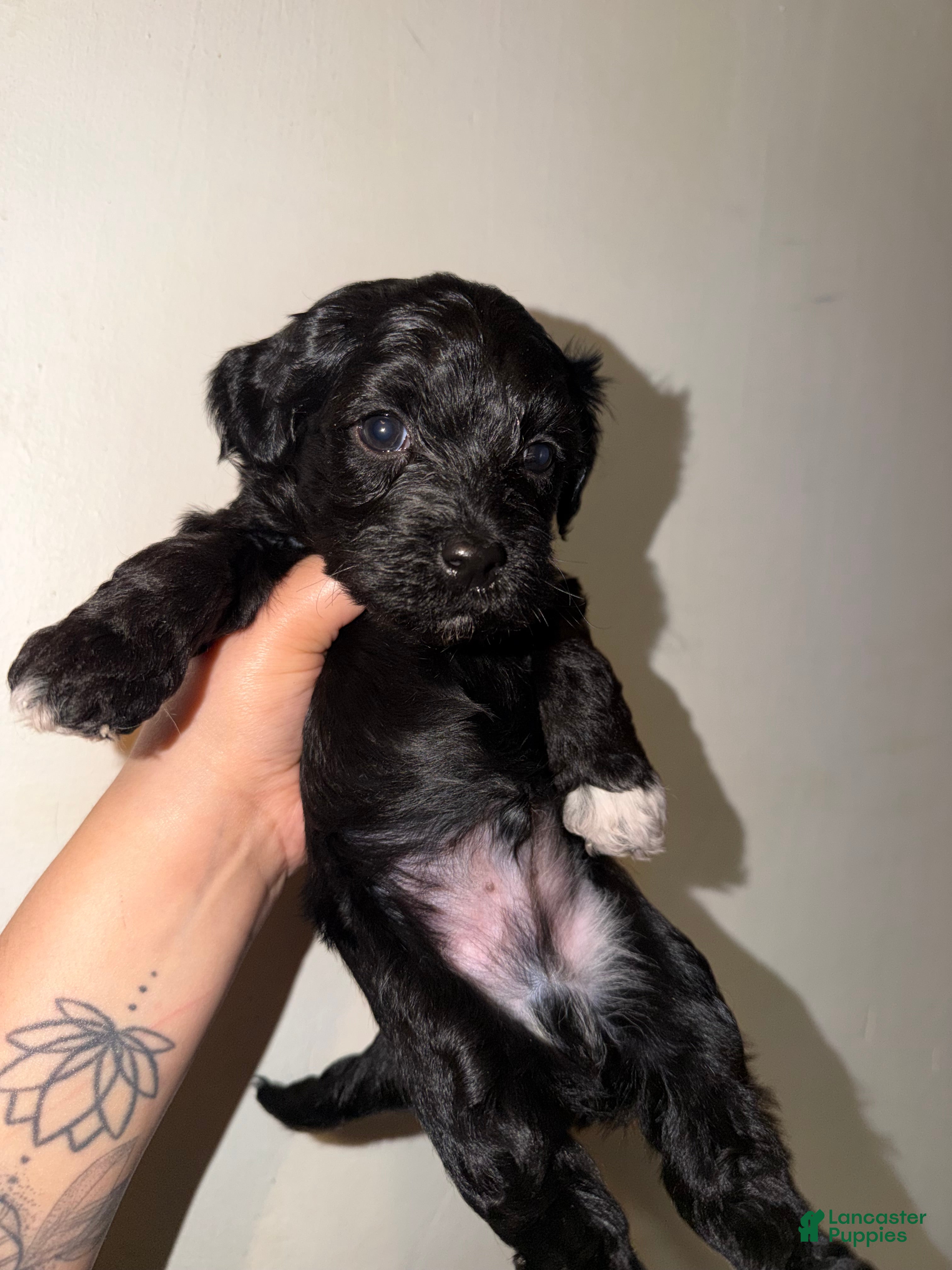 Havapoo dogs for sale: Fern - Ad 4