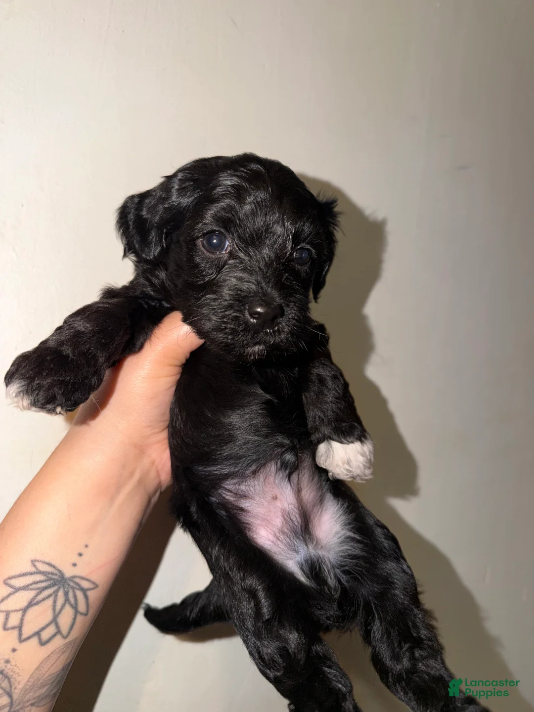 Havapoo dogs for sale: Fern - Ad 1