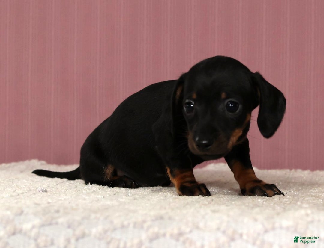 Miniature Dachshund dogs for sale: Kati - Ad 5
