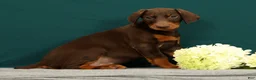 Doberman Pinscher dogs for sale: Paisley - Ad 5