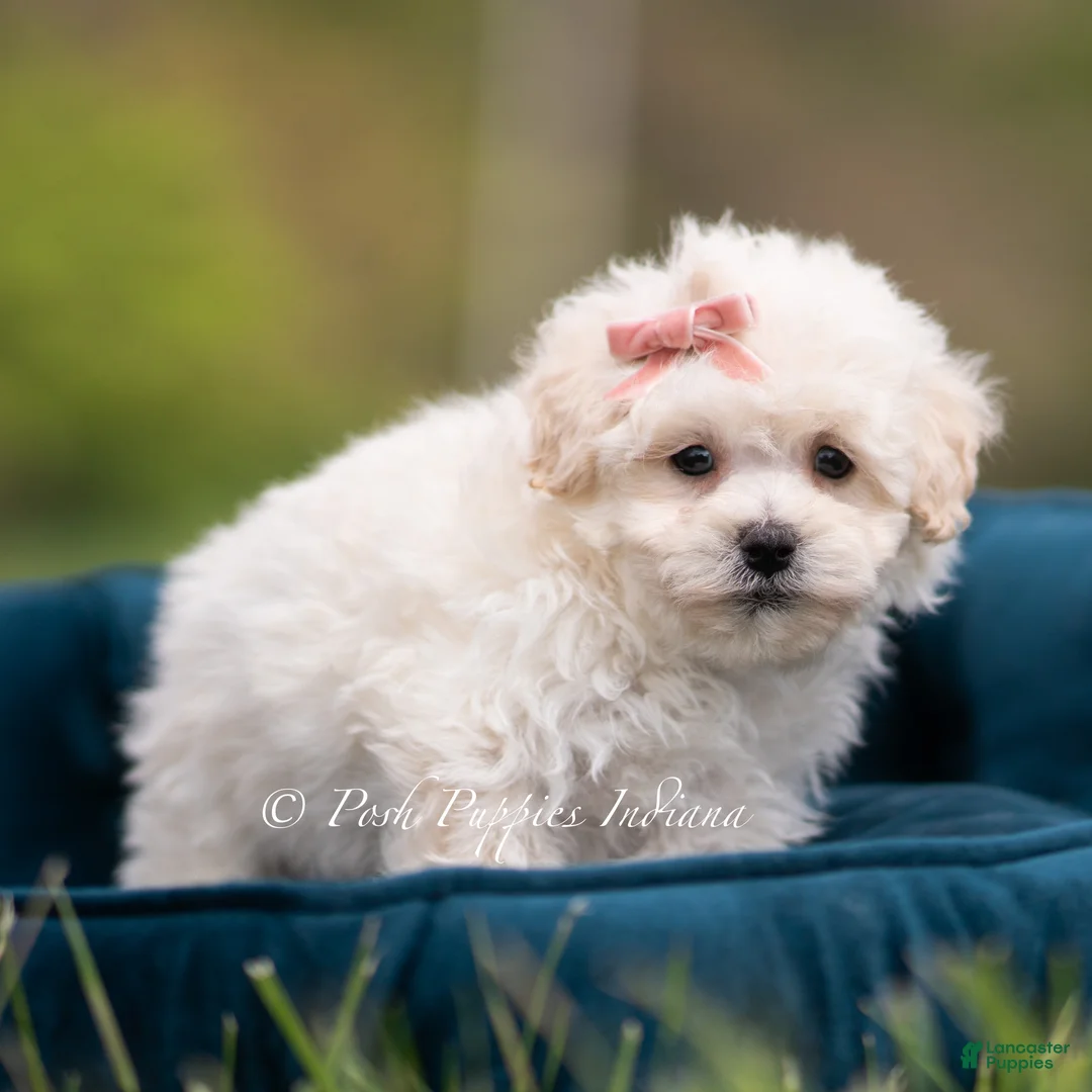 Maltipoo dogs for sale: Trixie - Ad 2