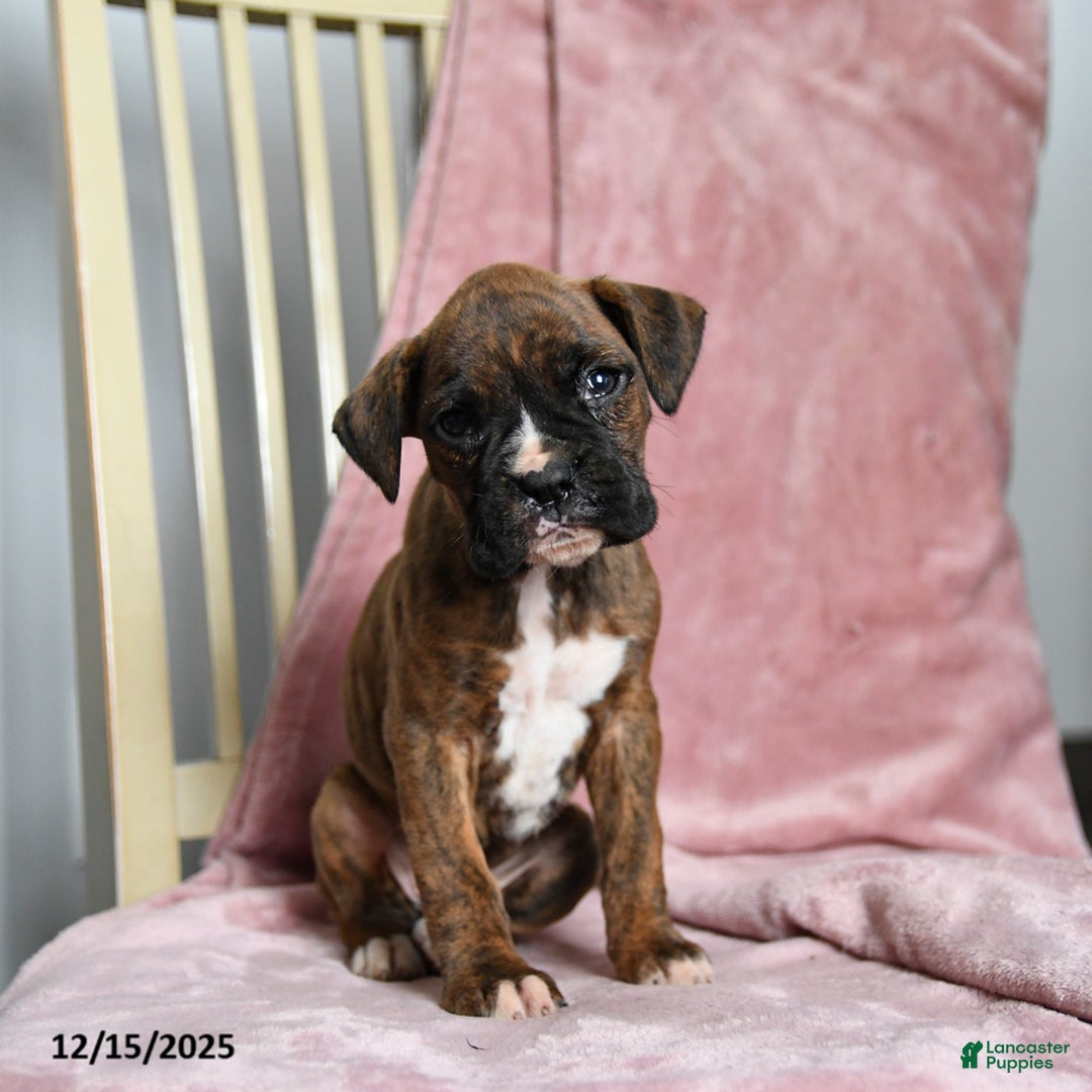 Boxer dogs for sale: Lolli - Ad 5