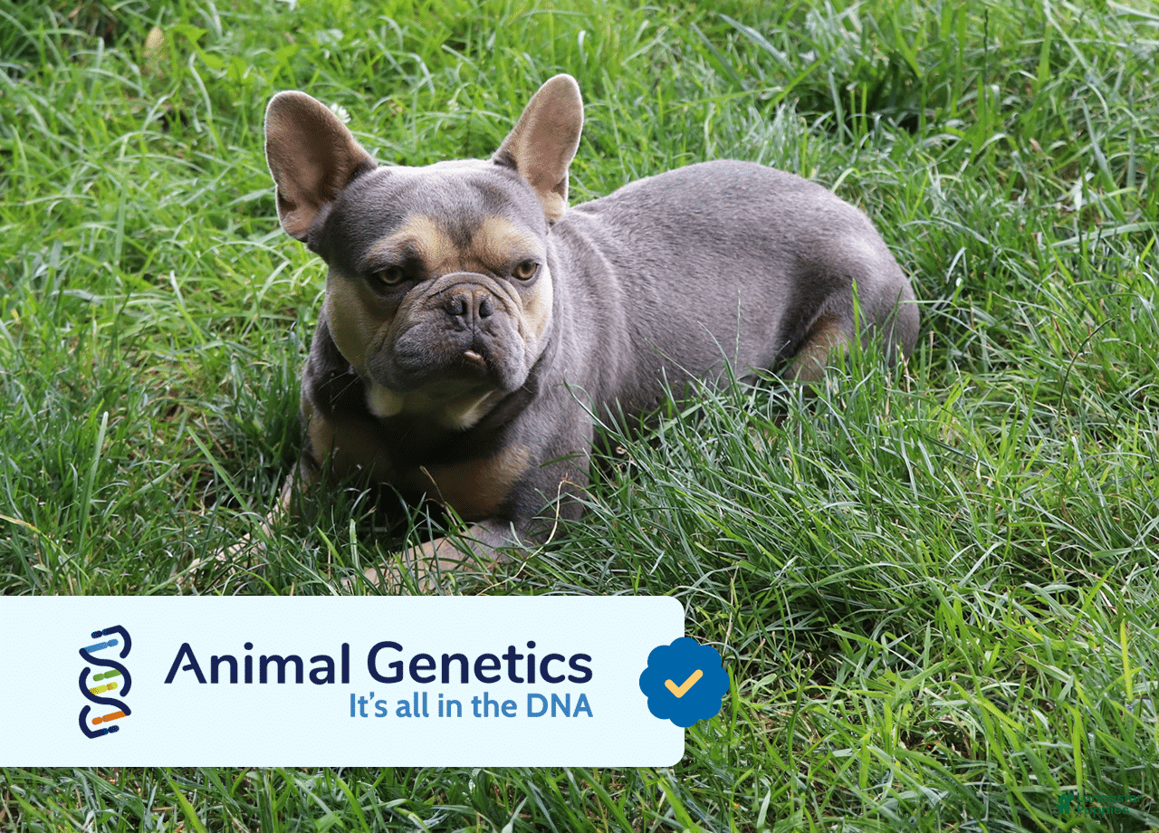 Mixed Breed dogs for sale: Oak - Ad 8