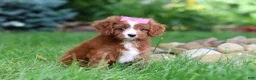 Cavapoo dogs for sale: Summer - Ad 4