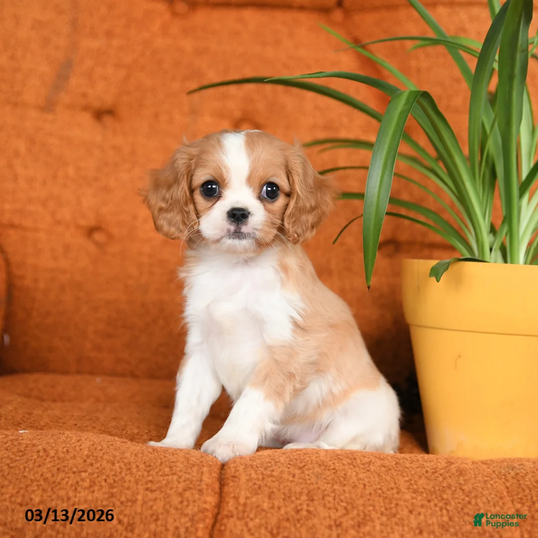 Cavapoo dogs for sale: Cinnamon - Ad 1