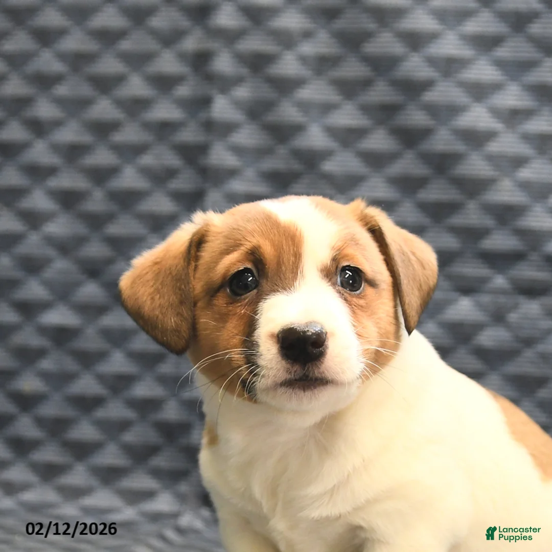 Jack Russell Terrier dogs for sale: Nate - Ad 5