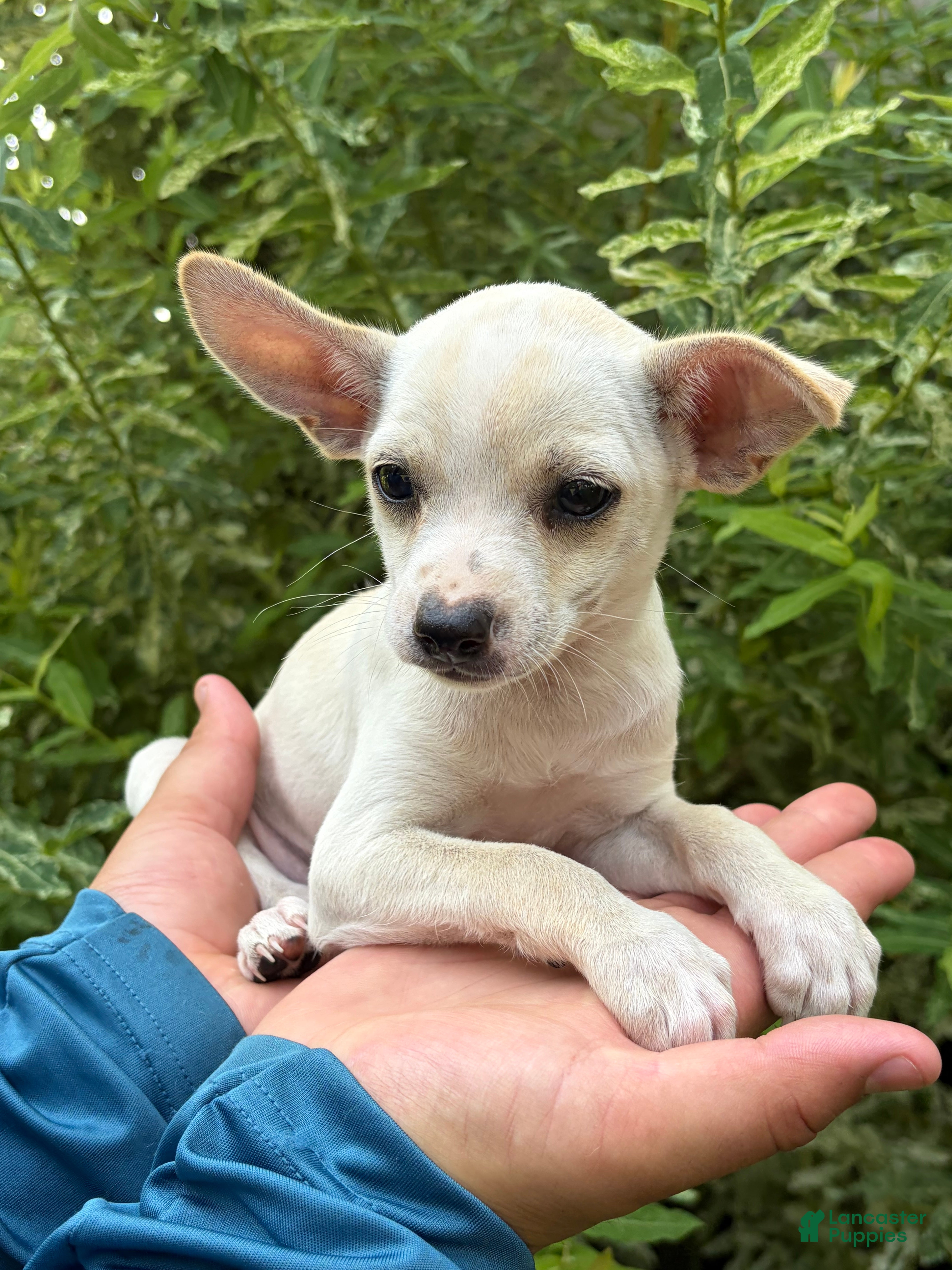 Chihuahua dogs Poppy - Ad 1