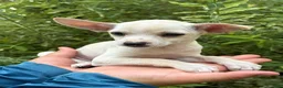 Chihuahua dogs for sale: Poppy - Ad 1