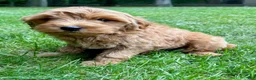 Yorkiepoo dogs for sale: Yorkiepoo Nova (Female) - Ad 3