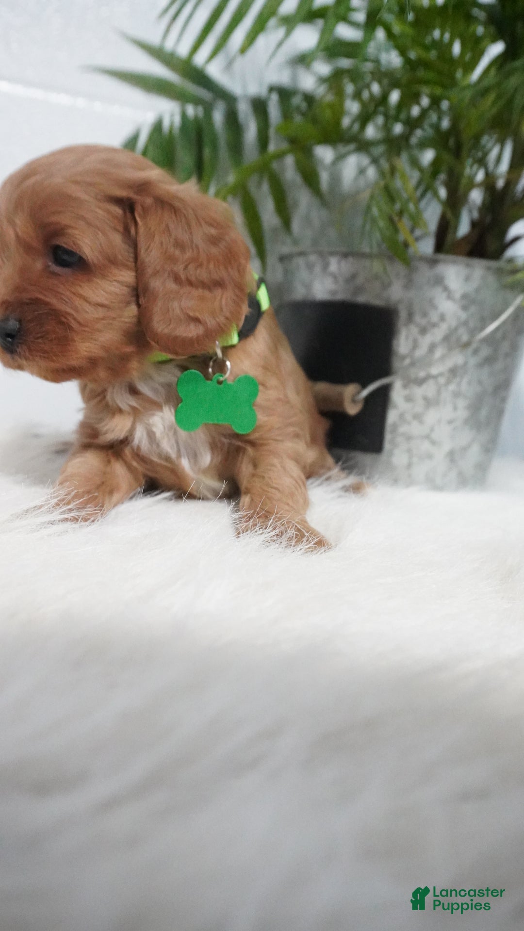 Cavapoo dogs for sale: Bryce  - Ad 10