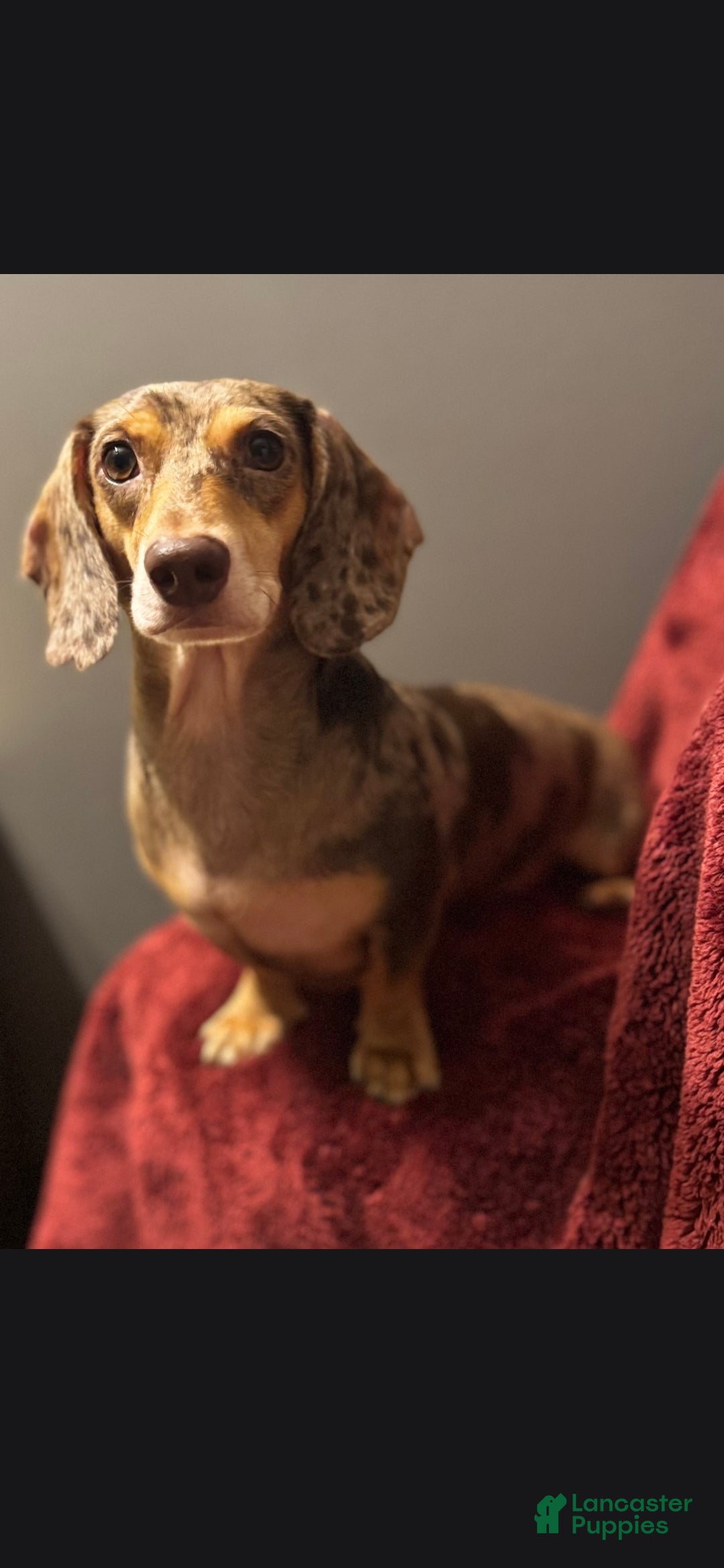 Dachshund dogs Rocko - Ad 1