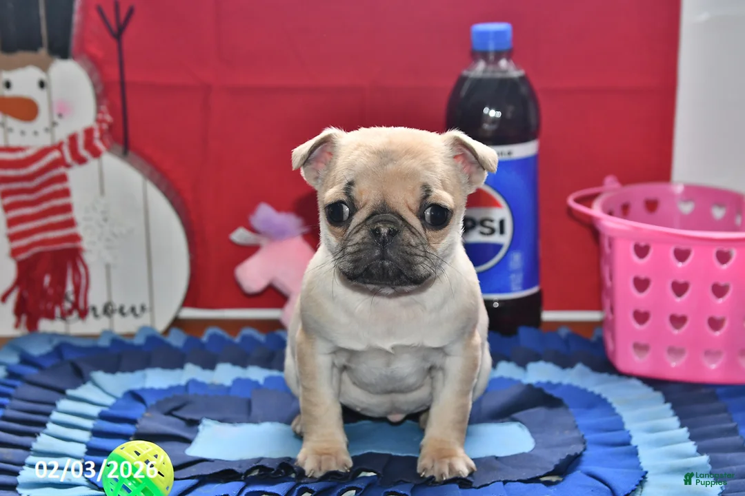 Pug dogs for sale: Beaula - Ad 1