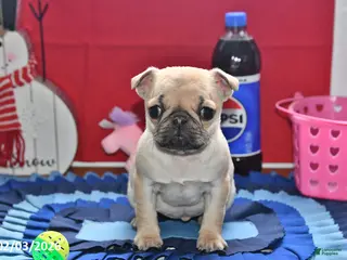 Pug dogs Beaula - Ad 11