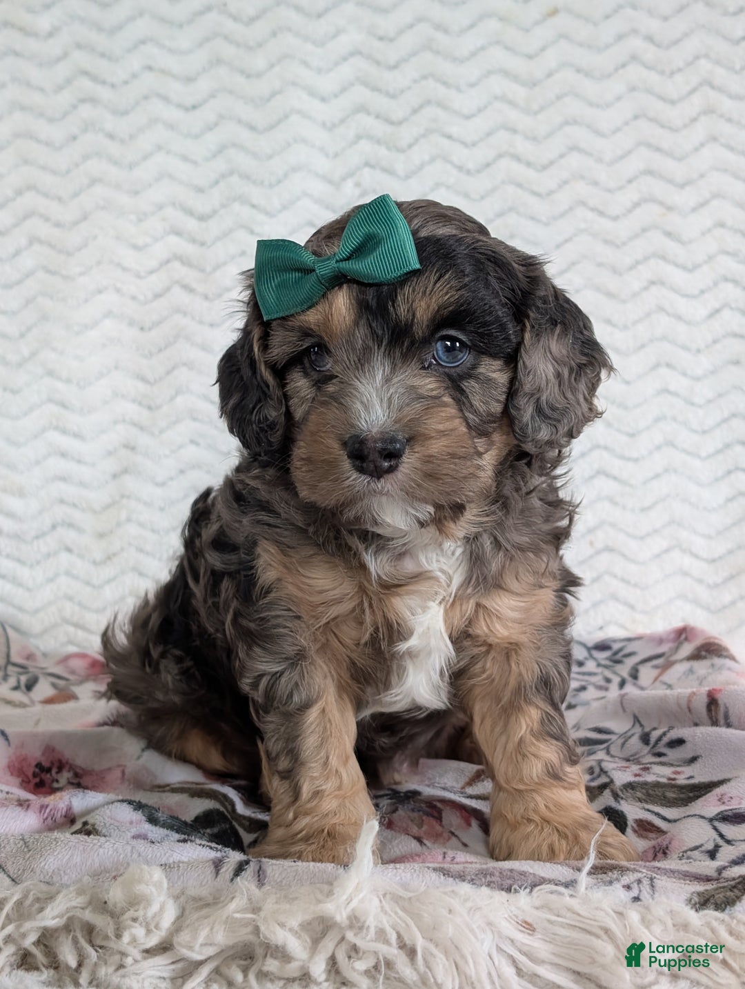 Cavapoo dogs for sale: Charlie  - Ad 14