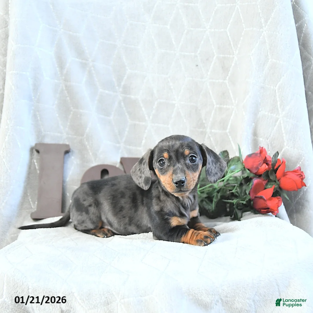 Miniature Dachshund dogs for sale: Mia  - Ad 4