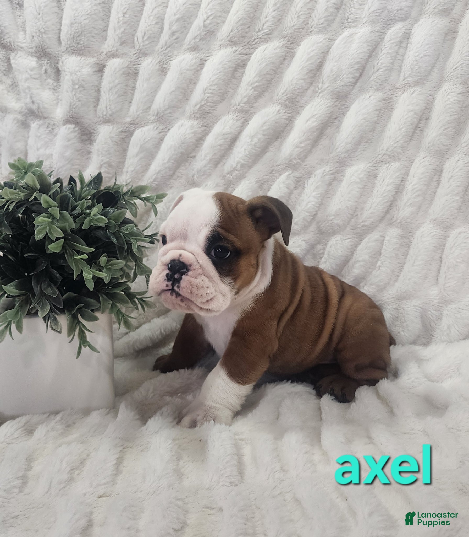 English Bulldog dogs AKC Axel  - Ad 1