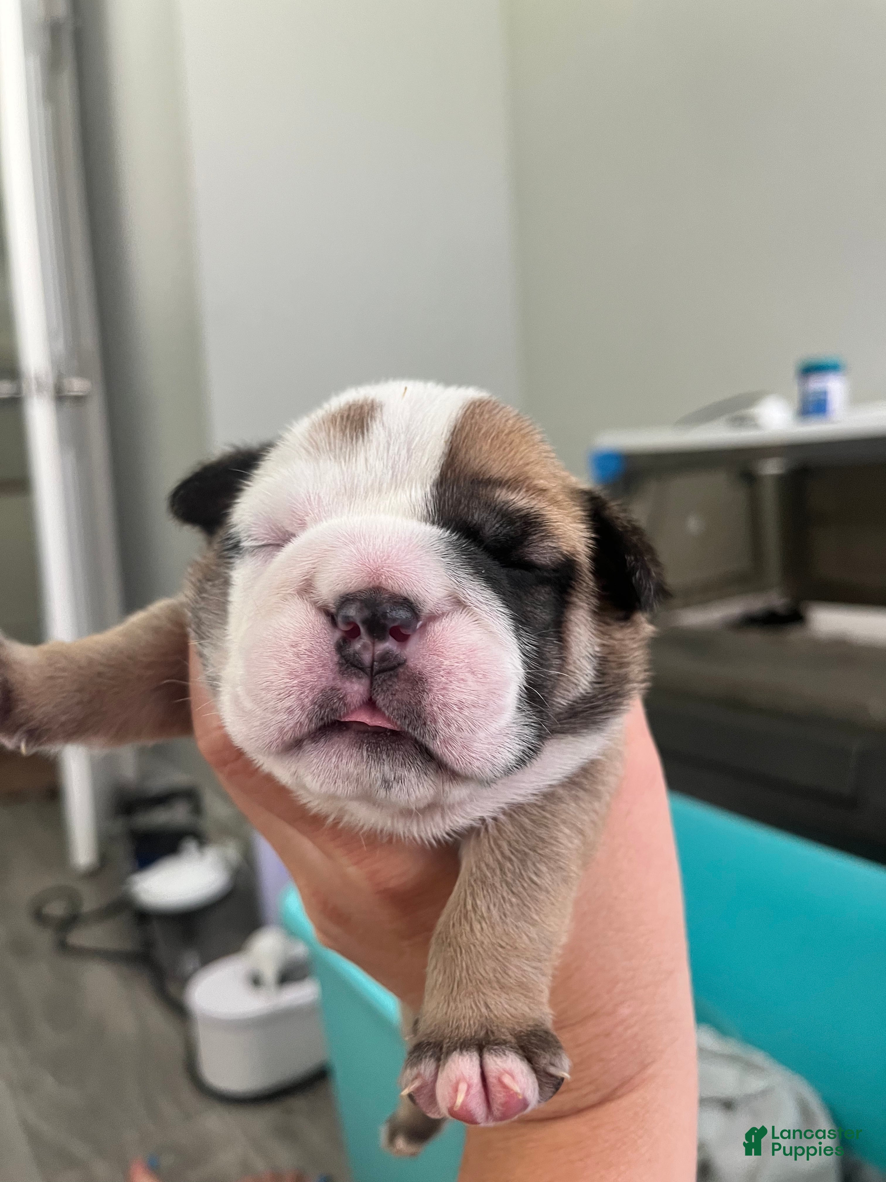 English Bulldog Puppies for sale in Orlando, Florida Lancaster