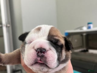 English Bulldog dogs Zoey - Ad 7