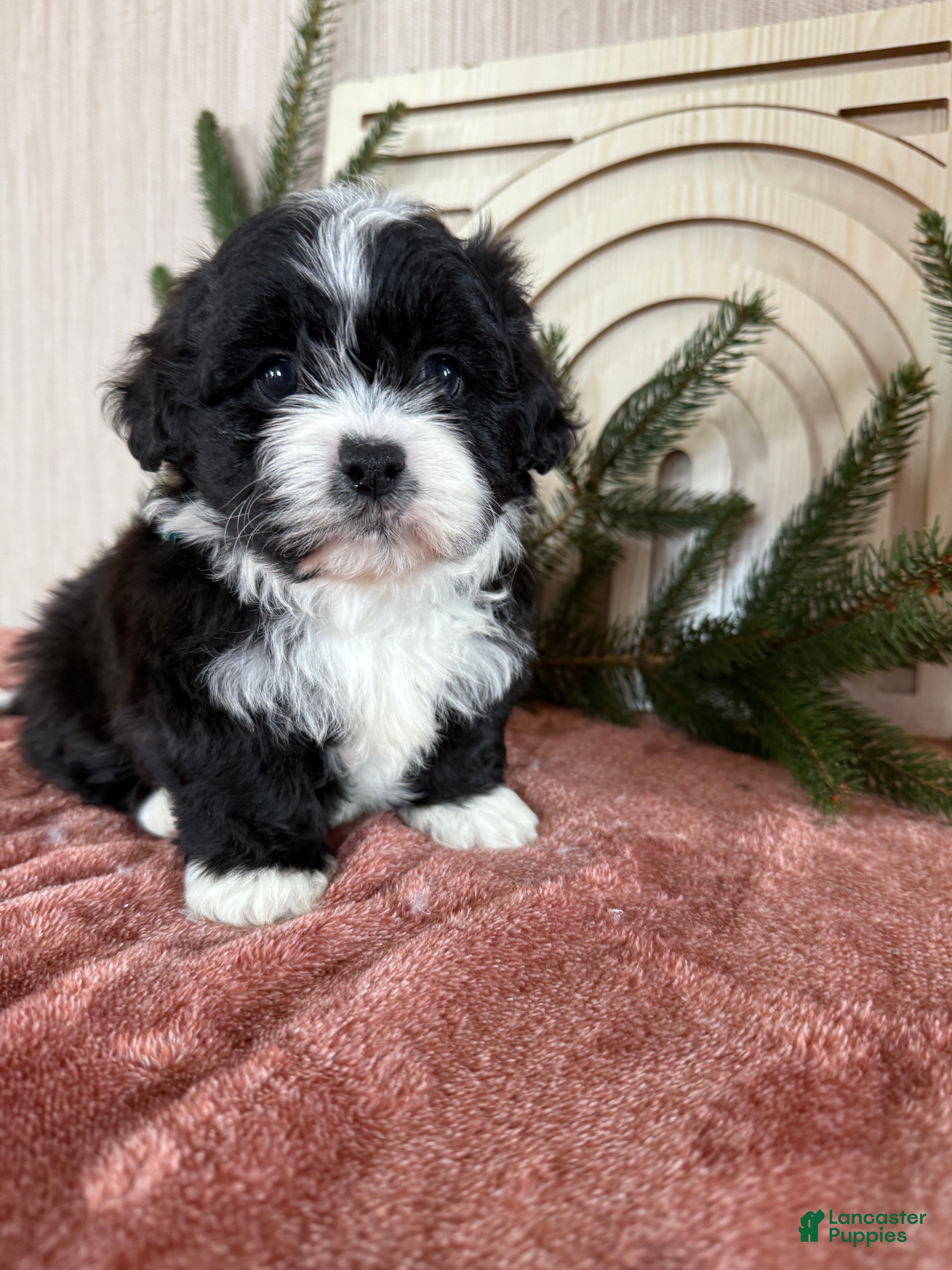 Teddy Bear dogs Sammy - Ad 25