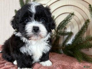 Teddy Bear dogs Sammy - Ad 13