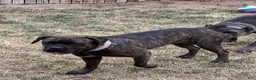 Cane Corso dogs for sale: Cane Corso 3 - Ad 13