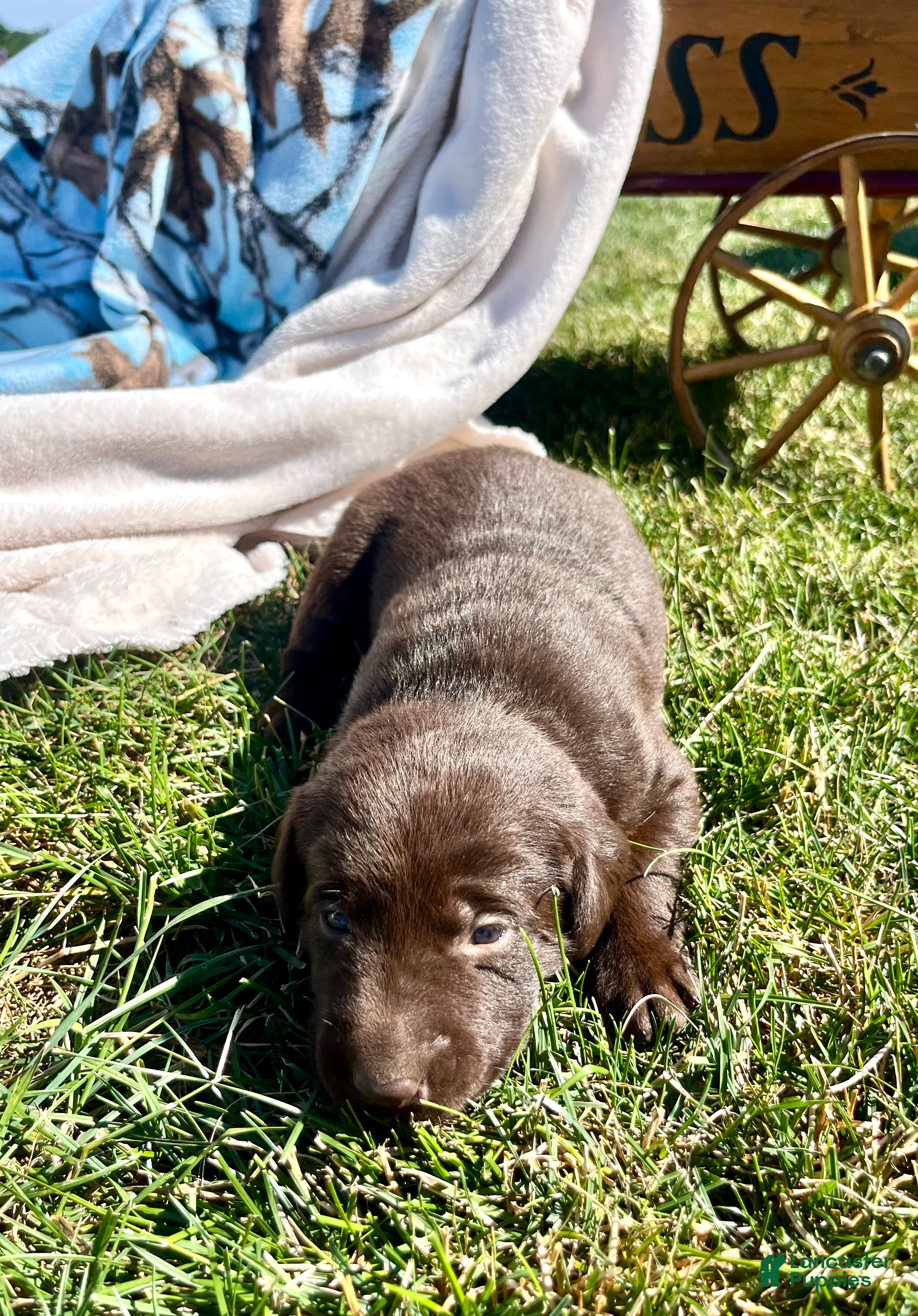Labrador Retriever dogs Tammy❤️AKC Hip Cert - Ad 1