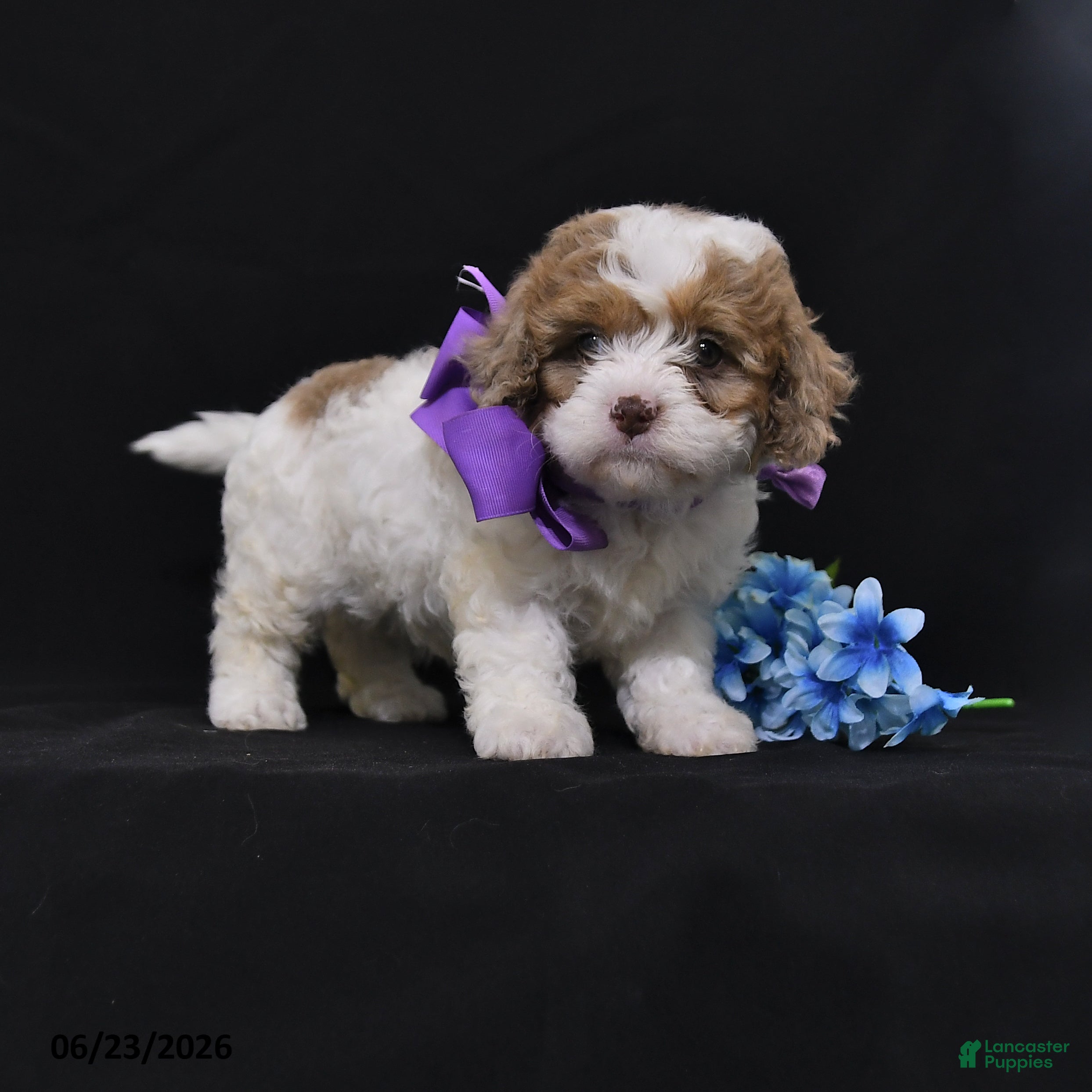 Cavapoo dogs Nadine - Ad 1