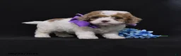 Cavapoo dogs for sale: Nadine - Ad 1