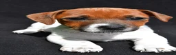Jack Russell Terrier dogs for sale: Lexy - Ad 5
