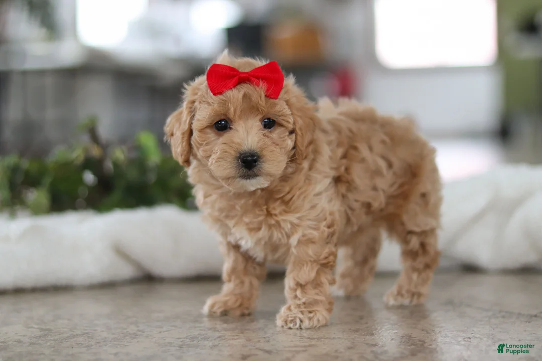 Maltipoo dogs for sale: Lucy - Ad 4